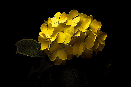 夜幕中的黄色花朵图片