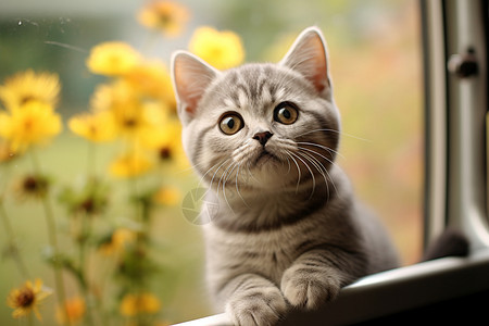 窗台上可爱的宠物猫咪图片