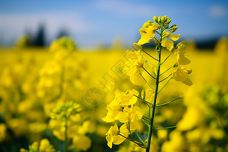 美丽的油菜花图片