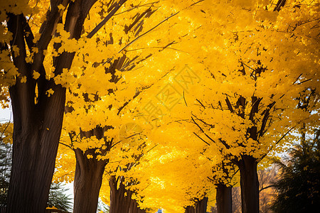 金色树荫的街道背景图片