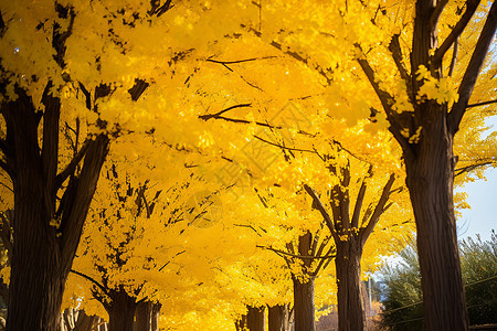 秋日枫叶街景背景图片