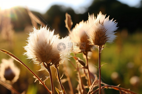 夏日中的花海图片