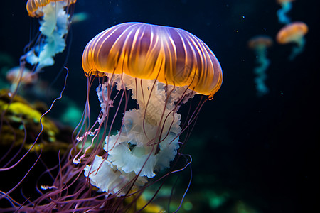 深海水母美丽的水母背景