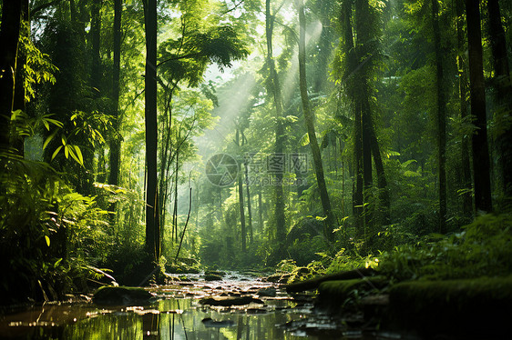 森林的溪流图片