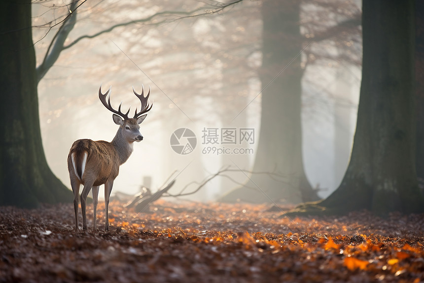 雾中鹿影图片