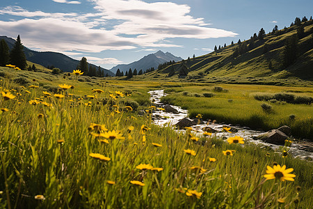 淡雅山菊花静谧山谷背景