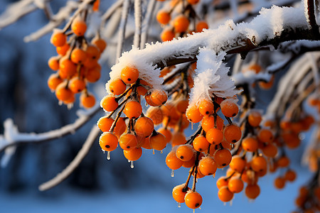 积雪下的沙棘果高清图片