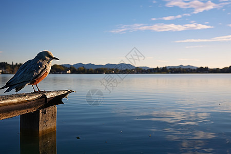 湖畔的小鸟图片