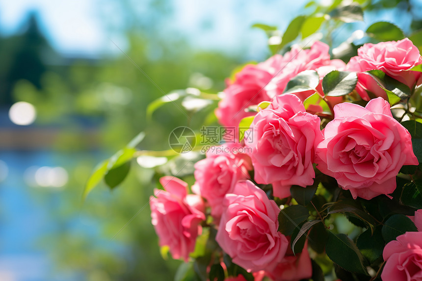 盛开的粉色玫瑰花图片