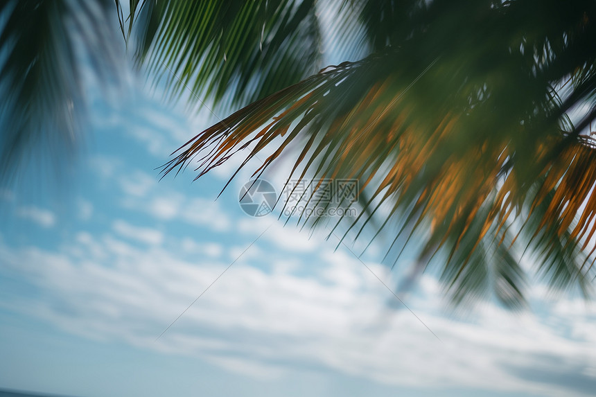 夏日海边的棕桐树图片
