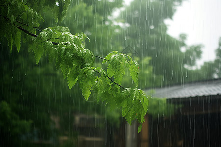 下雨打伞绿树倾泻的夏雨背景