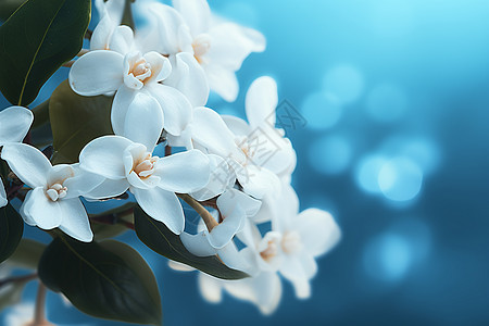 漂亮美丽的白花图片