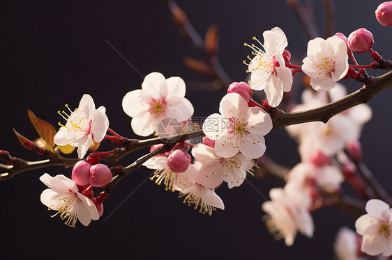 美丽的樱花枝图片