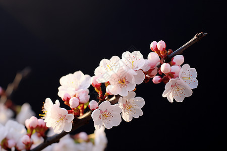 黑色花朵背景黑色背景中的花朵背景