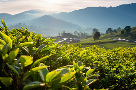 户外阳光照耀的茶园图片