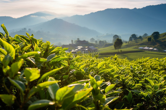 户外阳光照耀的茶园图片