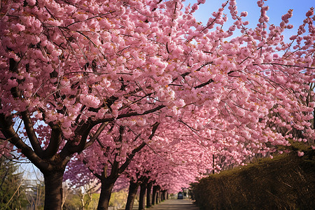 户外盛开的粉色樱花背景图片