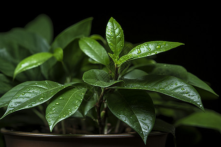 户外清新的绿色植物图片