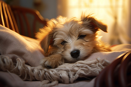 小狗温暖入眠背景图片