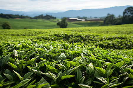 农场的茶园图片