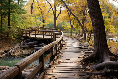 林间小溪上的一座木桥图片