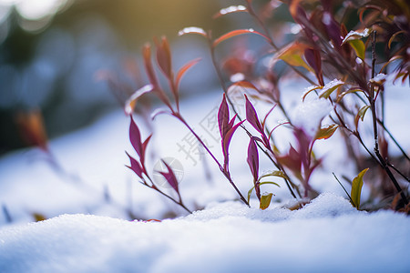 雪地里的草丛图片