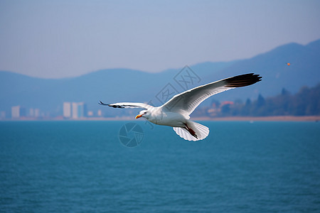 湖面海鸥翱翔图片