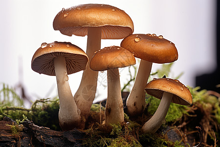 一群野生蘑菇高清图片
