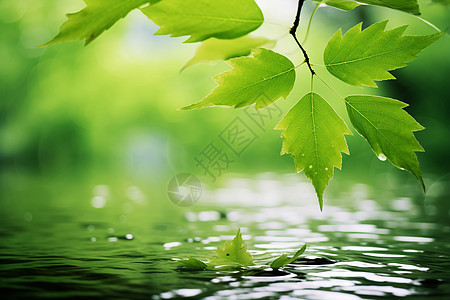 绿叶滴水图片