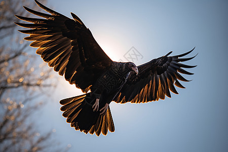 天空中翱翔的秃鹫图片