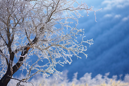 冬日之树北海道雪景高清图片