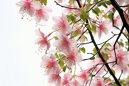 树枝上的粉色花朵图片