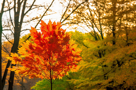 秋日公园里的红叶图片