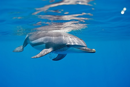 深海游弋的海豚图片