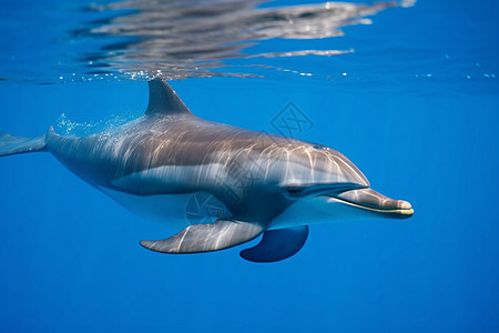 畅游海洋的海豚图片