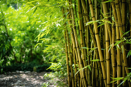 花园里的竹子图片