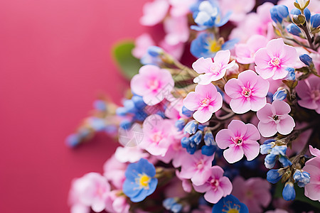 春季花园中绽放的美丽花朵背景图片