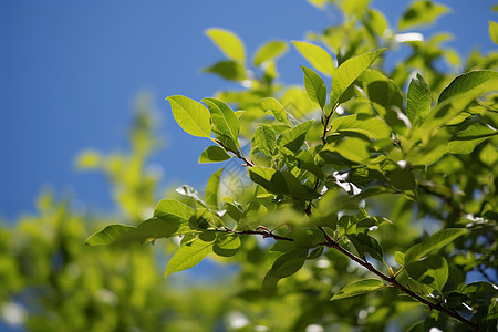 春季户外绽放的绿植树木图片