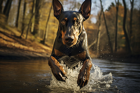 狗狗跳入水潭图片