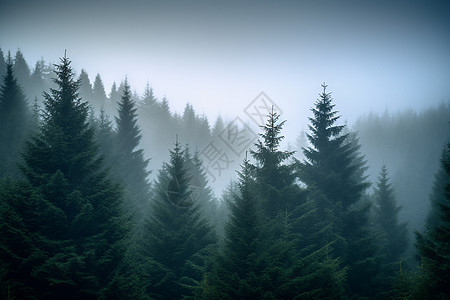 薄雾笼罩的树林景观图片