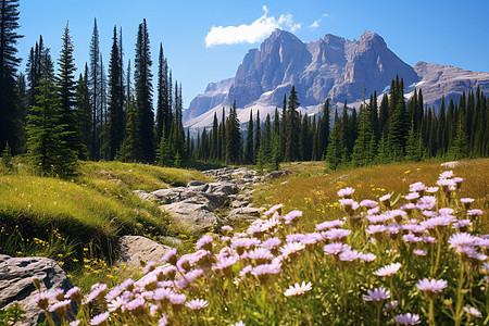 夏季山中绽放的野花景观图片