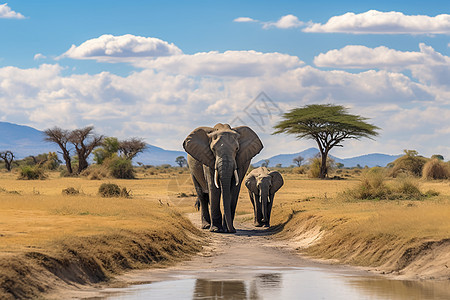 非洲草原上迁徙的大象背景图片