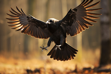 树林中准备起飞的乌鸦图片