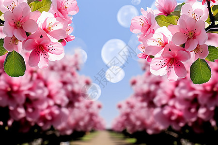 公园中茂盛的樱花树图片