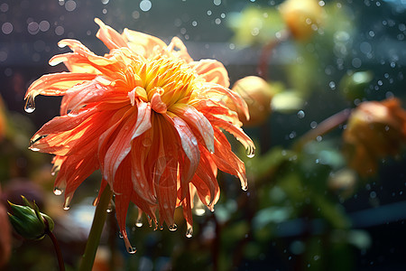 雨中绽放的菊花图片