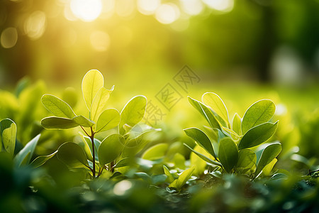 夏季日出公园草地的美丽景观图片