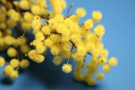 春季开花绽放的黄色花朵图片
