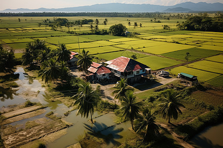 风景优美的乡村水稻田图片