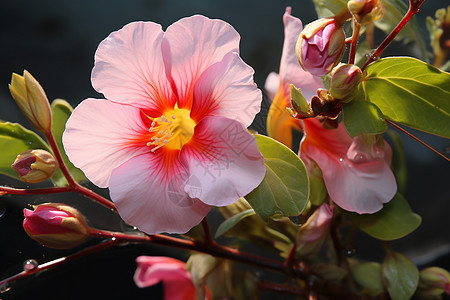 春季花园中绽放的美丽花朵背景图片