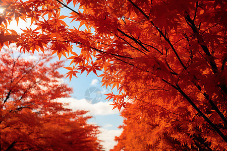 秋日火红枫叶下的美丽景色背景图片